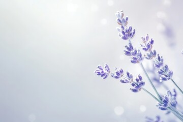 Lavender sprig alone white background high-definition one by one