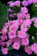 Flowers in the garden for background