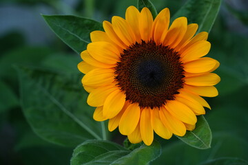 Obraz premium Flowers in the garden for background