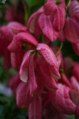 Flowers in the garden for background