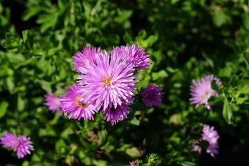 Flowers in the garden for background
