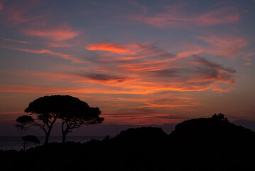 sunset with tree sea Mediterranean