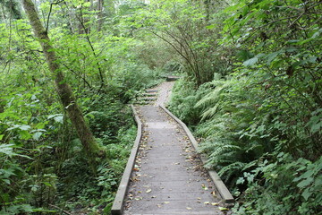 wooden bridge in the forest