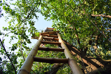 Low angle view of handmade bamboo ladder on star fruit tree to make it easier to pick star fruit jujabe, Tree Bridge, close-up on an old high bamboo ladders from bottom view in garden prepare