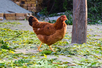 Live chicken on the green grass. Alive chicken. The hen walks.Rhode Island Red hen free ranging in frosty grass in sunshine selective focus, beautiful red hen front view