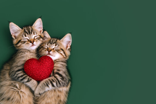 Couple of two cute tabby kittens hugging a red heart. Cats lying on a back on green background in top view. For Valentine's Day, Christmas, New year's day banner, animal shelter, veterinary clinic - Powered by Adobe