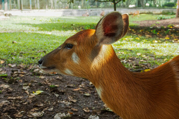 The sitatunga (Tragelaphus spekii) or marshbuck is a swamp-dwelling medium-sized antelope found...