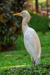 The cattle egret (formerly genus Bubulcus) is a cosmopolitan clade of heron (family Ardeidae) in the genus Ardea