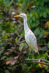 The cattle egret (formerly genus Bubulcus) is a cosmopolitan clade of heron (family Ardeidae) in the genus Ardea
