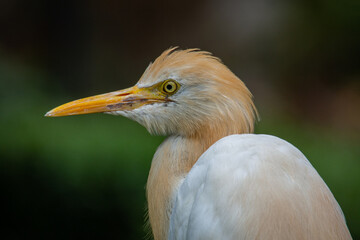 The cattle egret (formerly genus Bubulcus) is a cosmopolitan clade of heron (family Ardeidae) in the genus Ardea