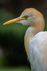 The cattle egret (formerly genus Bubulcus) is a cosmopolitan clade of heron (family Ardeidae) in...