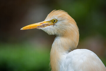 The cattle egret (formerly genus Bubulcus) is a cosmopolitan clade of heron (family Ardeidae) in the genus Ardea
