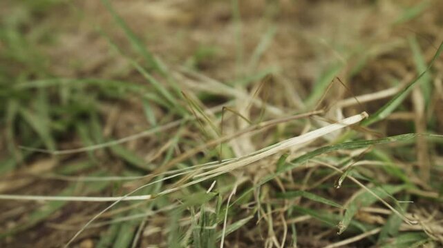 Perfectly Camouflaged Stick Insect Slowly Navigating Through Dry Grass