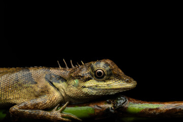 Close-up macro of Elliot's forest lizard