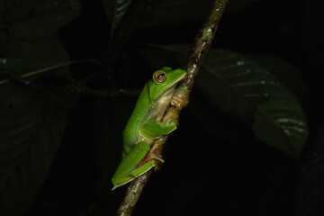 Malabar gliding frog or Malabar flying frog is a endemic frog of western ghats 