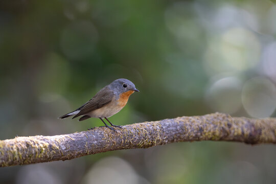 Red-breasted flycatcher on a branch