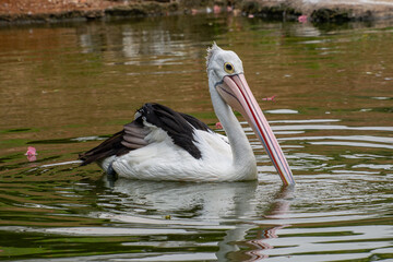 Pelicans (genus Pelecanus) are a genus of large water birds that make up the family Pelecanidae
