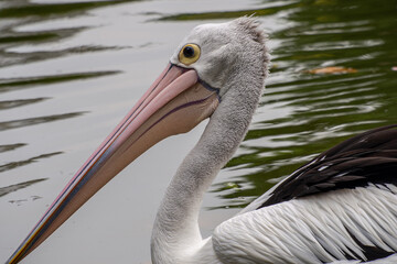 Pelicans (genus Pelecanus) are a genus of large water birds that make up the family Pelecanidae