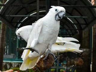 sulphur crested cockatoo. Rose breasted cockattoo sitting on the tree branch outdoors. Select and...