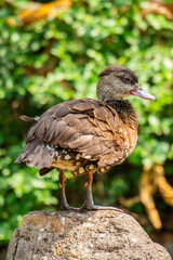 The Sunda teal (Anas gibberifrons), also known as the Bebek cokelat or Itik benjut, is a dabbling duck found in open wetlands in Indonesia