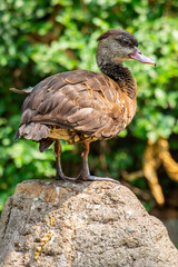 The Sunda teal (Anas gibberifrons), also known as the Bebek cokelat or Itik benjut, is a dabbling duck found in open wetlands in Indonesia