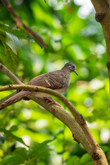 The zebra dove (Geopelia striata), also known as the barred ground dove, or barred dove, is a species of bird of the dove family