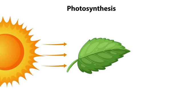 Photosynthesis Process Illustrated in Animation