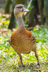 The Sunda teal (Anas gibberifrons), also known as the Bebek cokelat or Itik benjut, is a dabbling duck found in open wetlands in Indonesia
