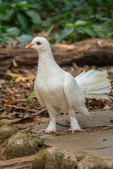 The domestic pigeon (Columba livia domestica or Columba livia forma domestica) is a pigeon subspecies that was derived from the rock dove or rock pigeon