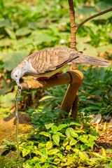 The zebra dove (Geopelia striata), also known as the barred ground dove, or barred dove, is a species of bird of the dove family