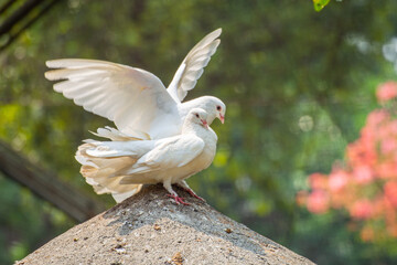 The domestic pigeon (Columba livia domestica or Columba livia forma domestica) is a pigeon subspecies that was derived from the rock dove or rock pigeon