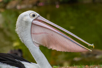 Pelicans (genus Pelecanus) are a genus of large water birds that make up the family Pelecanidae