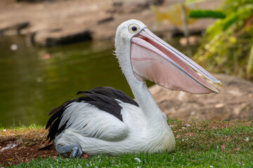 Pelicans (genus Pelecanus) are a genus of large water birds that make up the family Pelecanidae