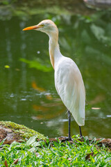The cattle egret (formerly genus Bubulcus) is a cosmopolitan clade of heron (family Ardeidae) in the genus Ardea