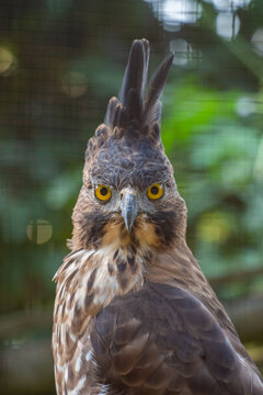 The Javan hawk-eagle (Nisaetus bartelsi) is a medium-sized, dark brown raptor in the family Accipitridae