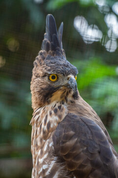 The Javan hawk-eagle (Nisaetus bartelsi) is a medium-sized, dark brown raptor in the family Accipitridae