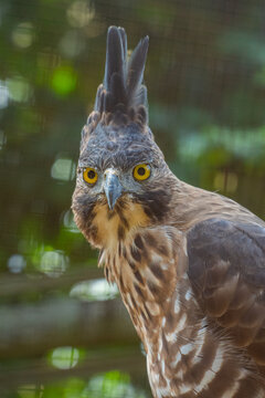 The Javan hawk-eagle (Nisaetus bartelsi) is a medium-sized, dark brown raptor in the family Accipitridae