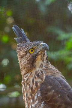 The Javan hawk-eagle (Nisaetus bartelsi) is a medium-sized, dark brown raptor in the family Accipitridae