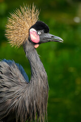 Fototapeta premium The black crowned crane (Balearica pavonina) is a part of the family Gruidae, along with its sister species, the grey crowned crane