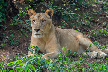 The lion (Panthera leo) is a large cat of the genus Panthera, native to Africa and India