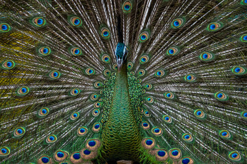 Obraz premium Peafowl is a common name for two bird species of the genus Pavo and one species of the closely related genus Afropavo within the tribe Pavonini of the family Phasianidae (the pheasants and their allie