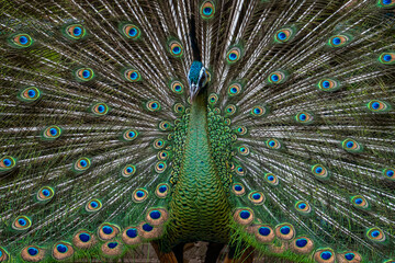 Obraz premium Peafowl is a common name for two bird species of the genus Pavo and one species of the closely related genus Afropavo within the tribe Pavonini of the family Phasianidae (the pheasants and their allie