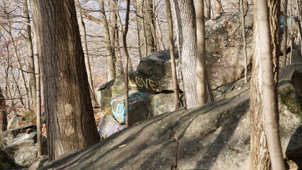 The forest landscape with the sunset sunlight on them in winter