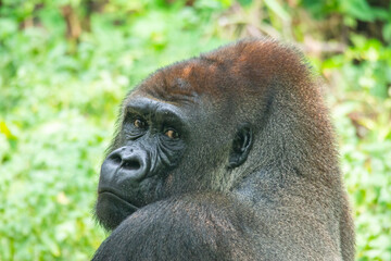Obraz premium Gorillas are herbivorous, predominantly ground-dwelling great apes that inhabit the tropical forests of equatorial Africa