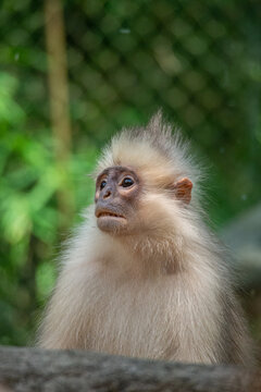 The East Javan langur (Trachypithecus auratus), also known as the ebony lutung, Javan langur or Javan lutung