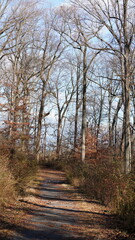The forest view with the narrow country road across them in winter