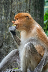Fototapeta premium The proboscis monkey or long-nosed monkey (Nasalis larvatus) is an arboreal Old World monkey with an unusually large nose, a reddish-brown skin color and a long tail. It is endemic to the southeast As