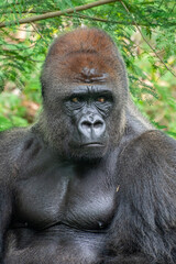 Gorillas are herbivorous, predominantly ground-dwelling great apes that inhabit the tropical forests of equatorial Africa
