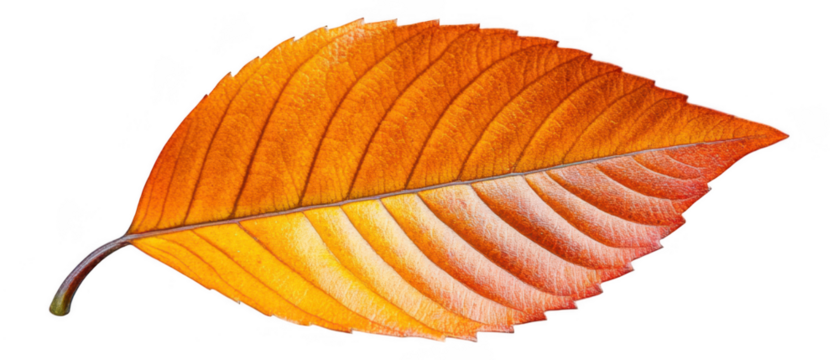 [Digital maple leaf illustration artwork] Autumn Maple Leaf Vector Illustration Digital Art Yellow Orange Lobe Design Background Elementolated Graphic Element Nature Stock Photo