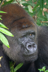 Gorillas are herbivorous, predominantly ground-dwelling great apes that inhabit the tropical forests of equatorial Africa